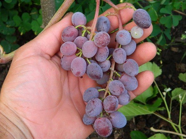 Variety Jupiter has a very good taste - a combination of nutmeg, strawberry and black currant