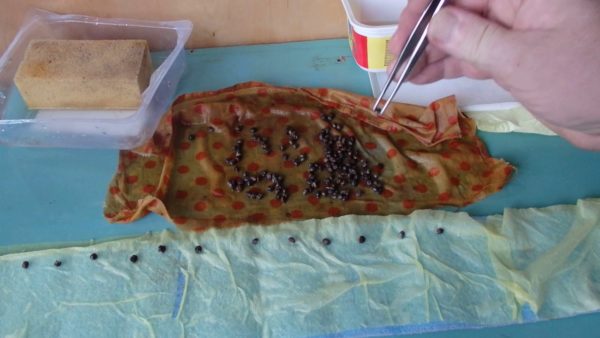  Preparation of seeds for germination