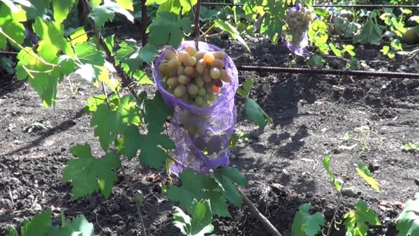  Ripening varieties in bags