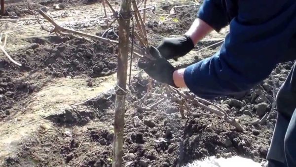  Preparatory work before the shelter of grapes for the winter
