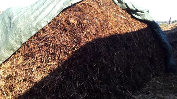  Compost Heap