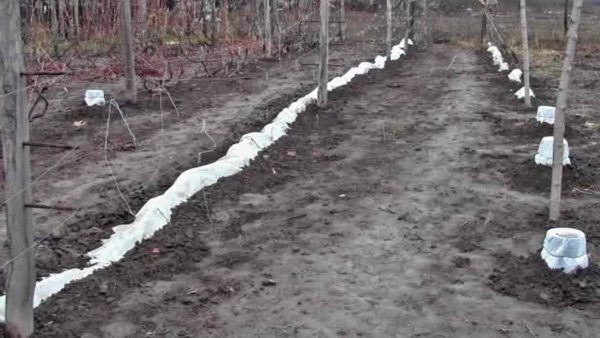 Duration of grape shelter