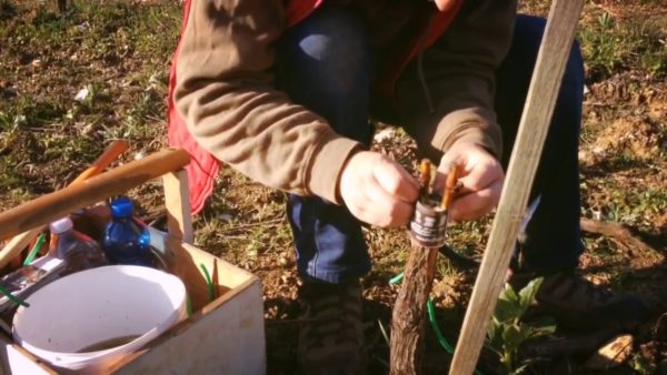 Grape Splitting