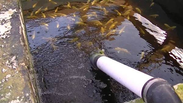  Pool water is updated regularly.