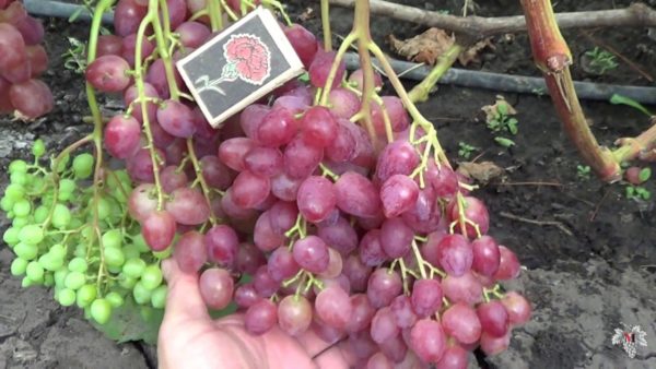  Bunch of grapes Veles