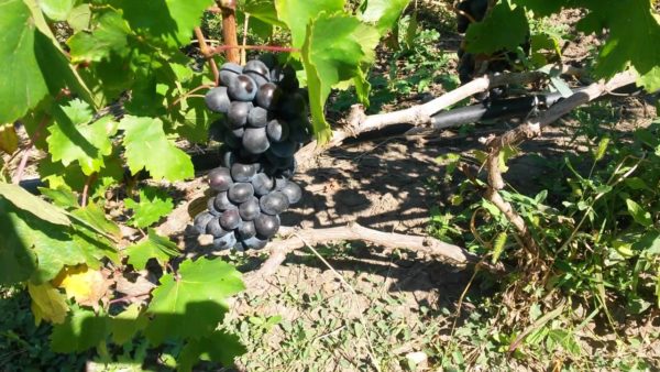  Khalili black variety on a bush