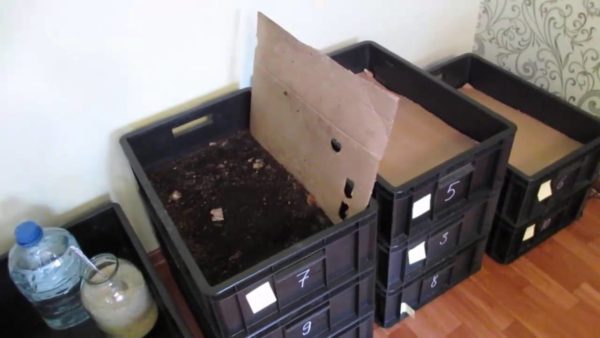  You can breed worms in simple boxes at home in the basement