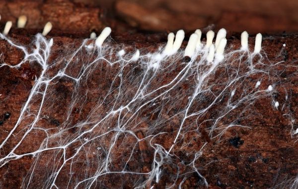  Thall - a network of hyphae, similar to a white cotton wool