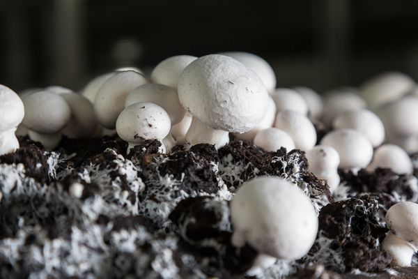  Compliance with aseptic conditions ensures quality yield.