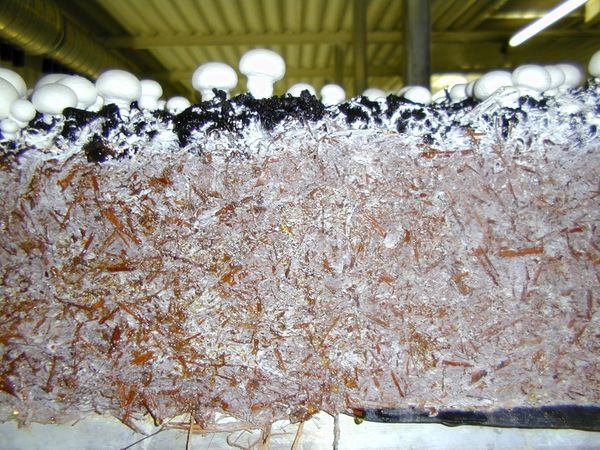  It is convenient to use ready-made compost as a substrate for seed production.