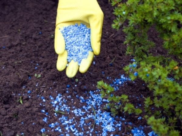  Il farmaco non è raccomandato per l'uso con fertilizzanti di origine chimica.