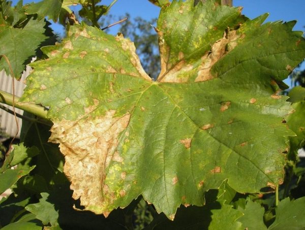  mildew on grapes