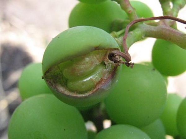  Alternaria on the berries