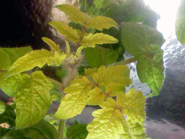  Due to a lack of nitrogen, plant leaves begin to weaken and turn yellow.