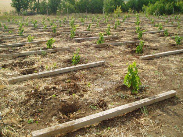  Plantando uvas Laura em escala industrial