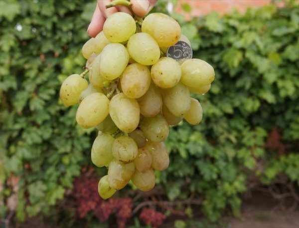  Grapes Monarch grade