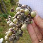  Uve colpite dalla rugiada