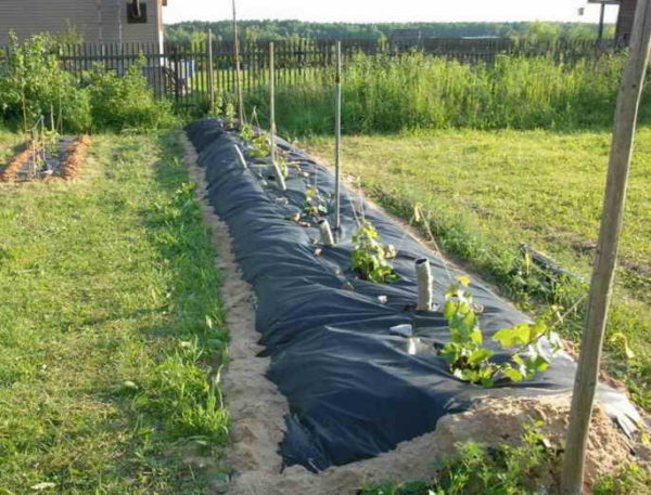  Mulberry flower bed with grapes