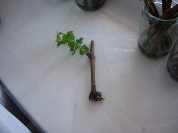  Grape cuttings Hope Azores difficult to root