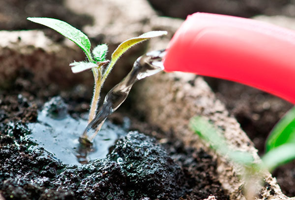  For the prevention of disease plants watered with a very weak solution of ammonia