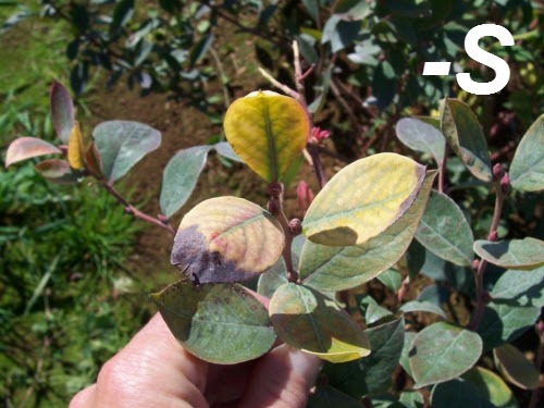  One sign of a shortage of blueberry fertilizer