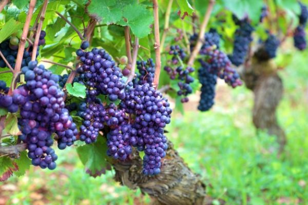  Cabernet Sauvignon - ideal for winemaking