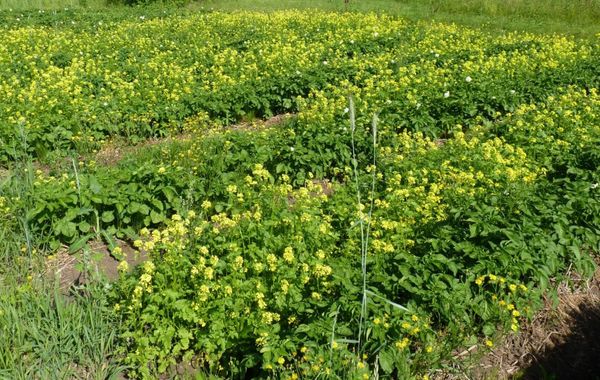  La massa verde di senape è ricca di preziosi oligoelementi