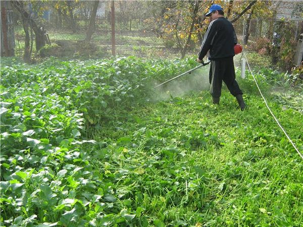 Falciare la giovane mostarda per concimare il terreno
