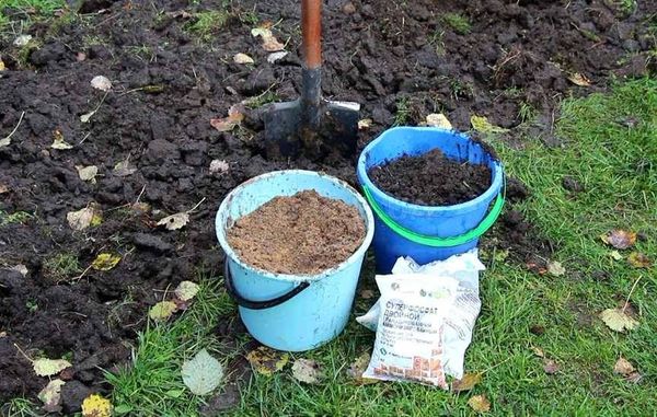  La torta di senape viene introdotta in autunno durante lo scavo del terreno