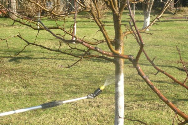  In addition to trees, it is desirable to spray adjacent areas