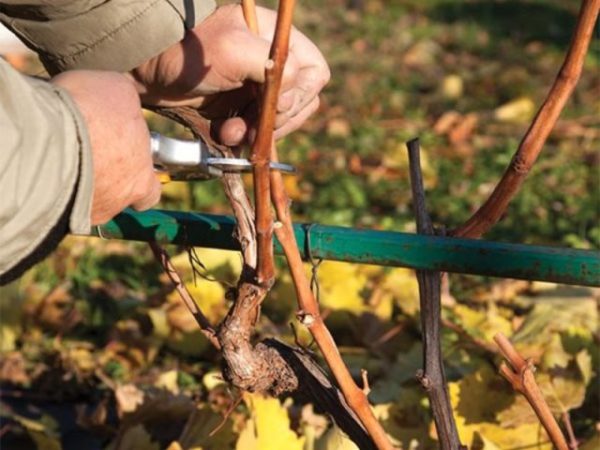 Vine Care Grape Kishmish Radiant