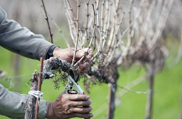  Grape bushes need pruning unnecessary shoots and sleeves