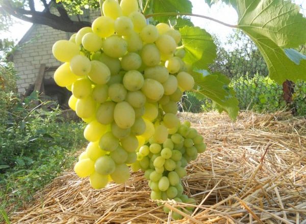  Grape lora