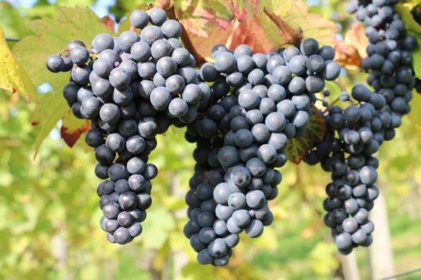  View of the black grapes of Isabella