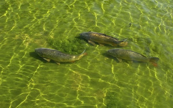  Carp is fast growing