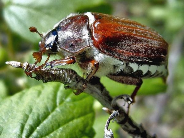  Chafer