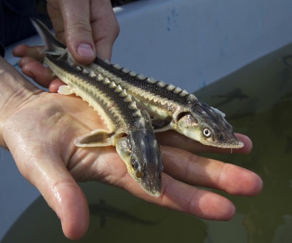  sturgeon fry