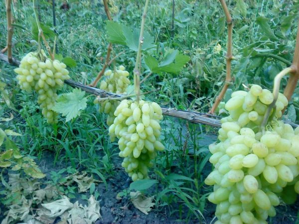  Grape berries century on the vine close-up