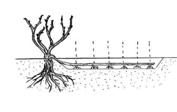  The grapes of Augustine are well propagated by layering.