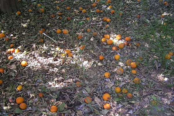  In the natural environment, the fallen leaves and fruits compensate for the lack of nutrients.