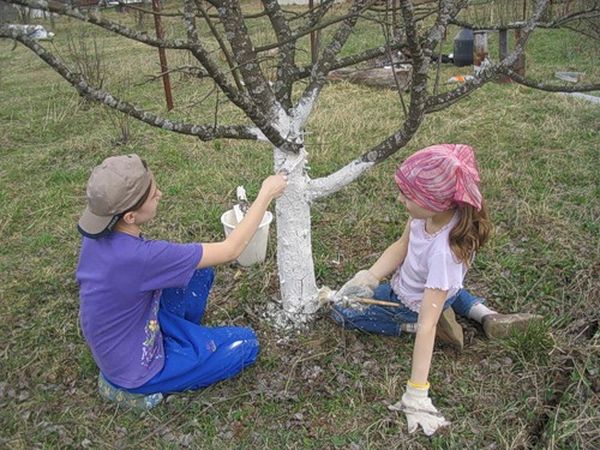  For autumn apricot fertilizer can be used the method of whitewashing the trunk.