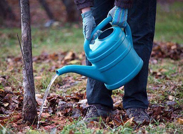  The amount of fertilizer depends on the age of the tree.