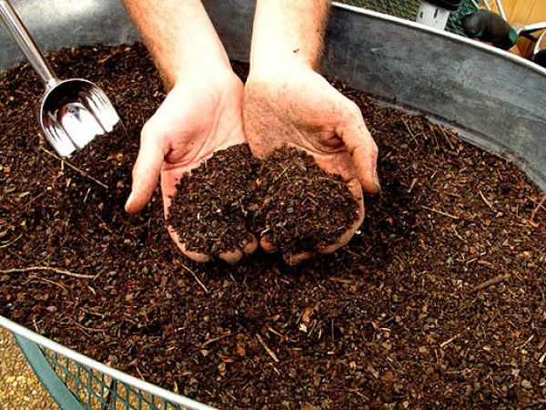  Peat - one of the folk remedies for feeding apricot