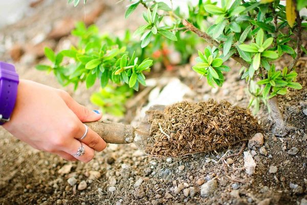  Quando si applica l'humus ad alcuni fiori, può rallentare la fioritura