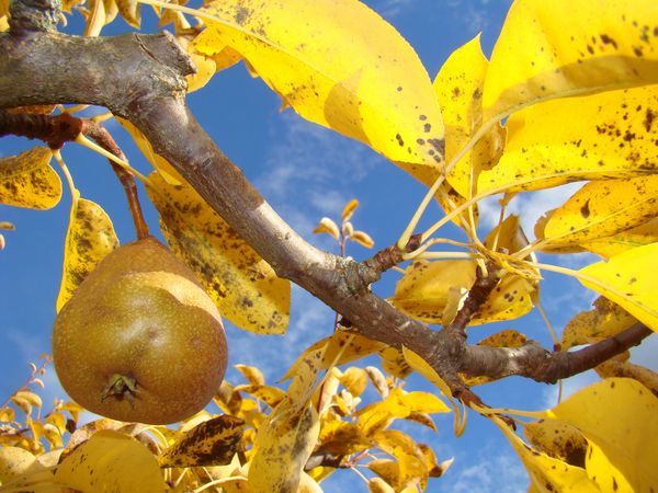  Top dressing is done in the area of ​​the pre-circle when a third of the foliage has already turned yellow.