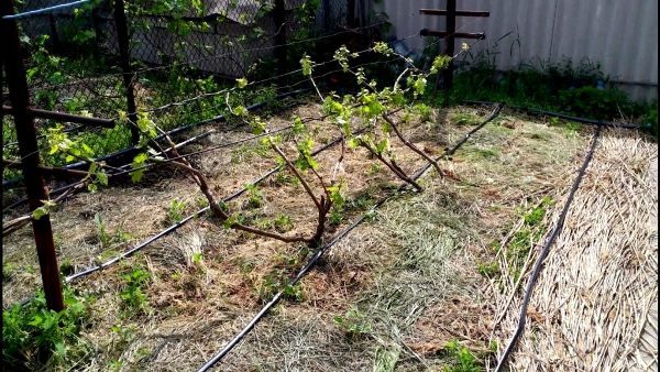  You can irrigate the grapes with the help of drip irrigation, or manually
