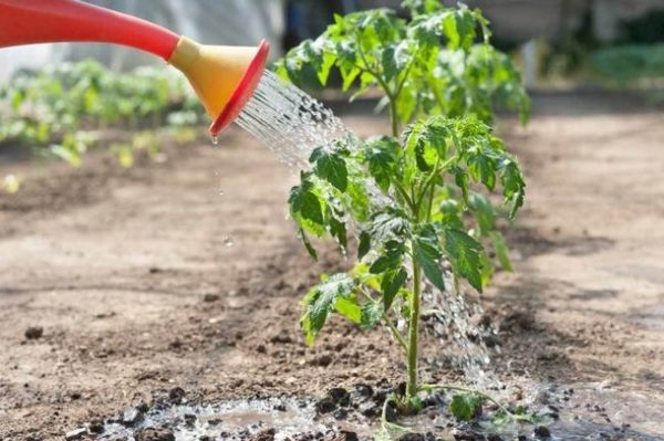  how to feed tomato seedlings