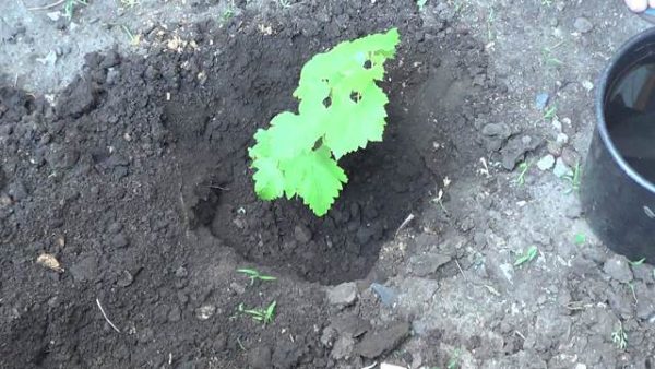  Plantio de mudas de uvas frame