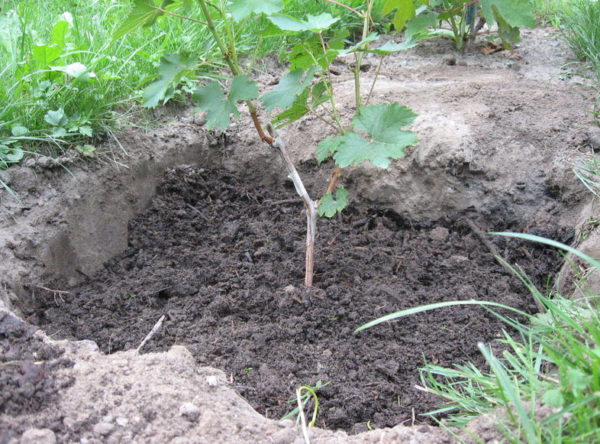  Rebento recém-plantado de uva