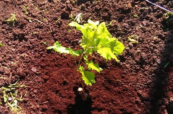  Before planting, a seedling of Jupiter variety must be kept in water for several days, so that it collects the required amount of moisture.